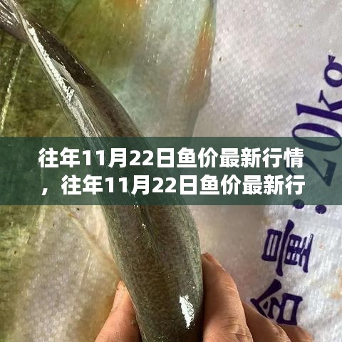 往年11月22日鱼价最新行情解析及深度探讨
