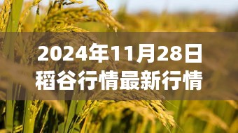 稻谷市场洞察，最新行情动态分析与应对策略指南（2024年稻谷行情深度解析）