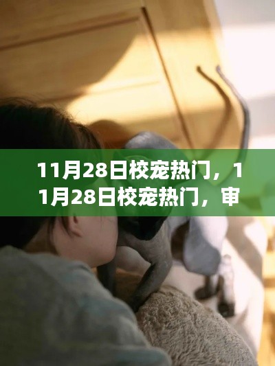 11月28日校宠热潮，现象背后的多元视角探析
