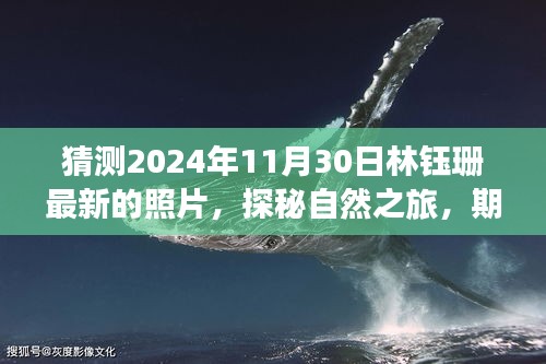 揭秘林钰珊2024年11月自然之旅，探寻内心宁静与平和的新篇章