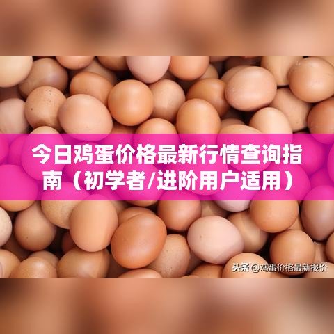 今日鸡蛋价格行情全解析，初学者与进阶用户查询指南