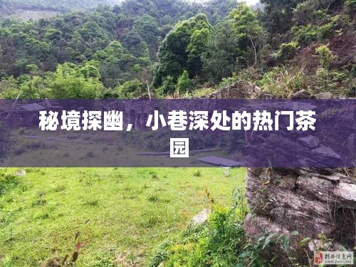 秘境探幽，小巷深处的茶园魅力