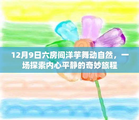 探索内心平静之旅，六房间洋芋舞动自然的奇妙体验