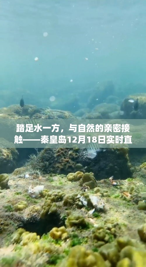 秦皇岛探秘，与自然共舞，直播之旅启程